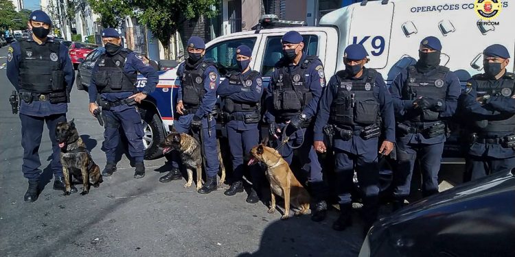 Os cães Logan e Mila da GCM combatendo o Crime  no Centro de SP