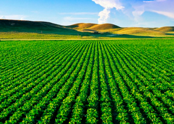 Agronegócios:China foi o país que mais importou soja em grãos (11,2 milhões de toneladas), 68% do total exportado pelo Brasil