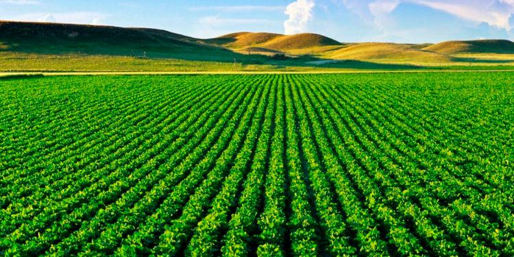 Agronegócios:China foi o país que mais importou soja em grãos (11,2 milhões de toneladas), 68% do total exportado pelo Brasil