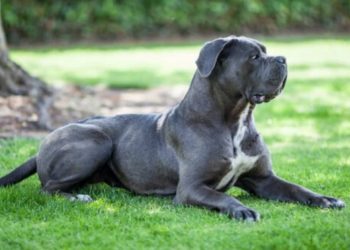 Adoção de cães poderá ser feita na estação República do Metrô nesta terça (22) A ação será de 22 de junho (terça feira) até 25 de junho (sexta-feira), entre 10h e 15h na estação República, da Linha 3-Vermelha