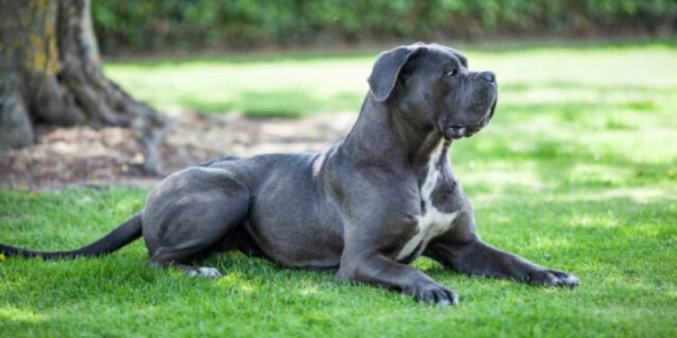 Adoção de cães poderá ser feita na estação República do Metrô nesta terça (22) A ação será de 22 de junho (terça feira) até 25 de junho (sexta-feira), entre 10h e 15h na estação República, da Linha 3-Vermelha