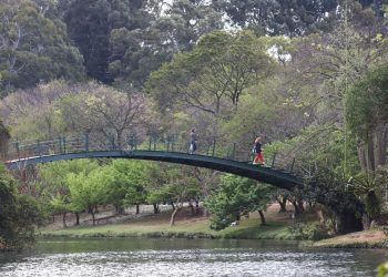 Homem atingido por queda de galho é indenizado em R$ 15,8 mil.