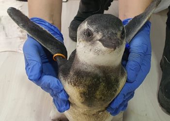 Riquezas do Brasil:Começa temporada 2021 de pinguins na costa das regiões Sul e Sudeste