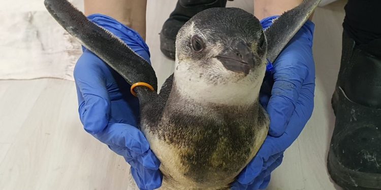 Riquezas do Brasil:Começa temporada 2021 de pinguins na costa das regiões Sul e Sudeste