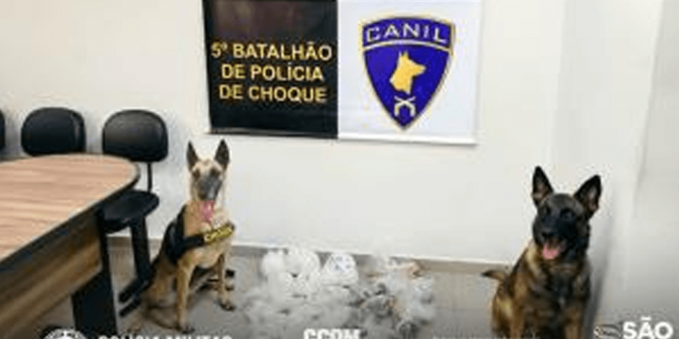 Cães farejadores Dóris e Machi mandam bandidos para cadeia