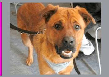 Briga de Vizinhos acaba em agressão verbal, gerando indenização de R$ 7.000. Decide Tribunal de Justiça.