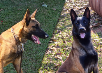 Dois novos cães de detecção vão reforçar a fiscalização agropecuária em portos, aeroportos e fronteiras