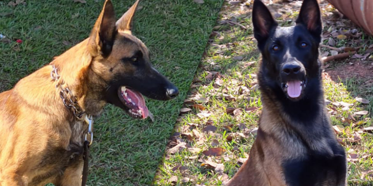 Dois novos cães de detecção vão reforçar a fiscalização agropecuária em portos, aeroportos e fronteiras