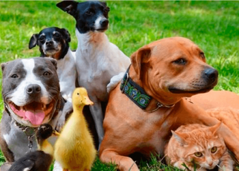 Declaração Universal dos Direitos dos Animais