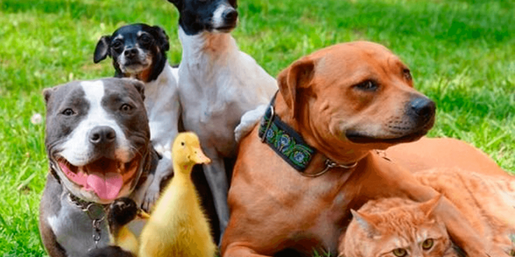 Declaração Universal dos Direitos dos Animais