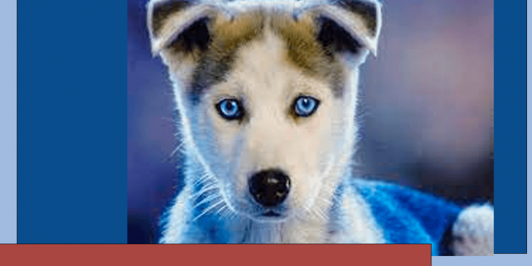 O Governo de SP  anunciou a construção de mais oito clínicas veterinárias do programa estadual Meu Pet
