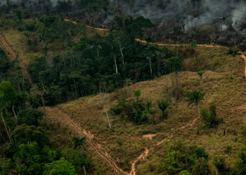 Procon-SP Ambiental: cria força-tarefa contra venda ilegal de madeira