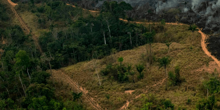 Procon-SP Ambiental: cria força-tarefa contra venda ilegal de madeira