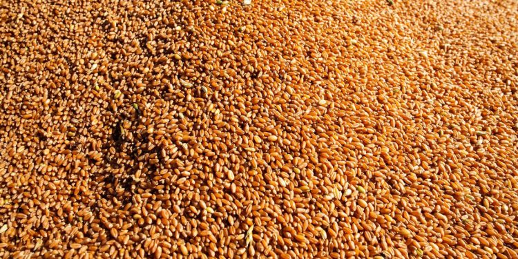 IBGE prevê safra recorde de 256,1 milhões de toneladas em 2021