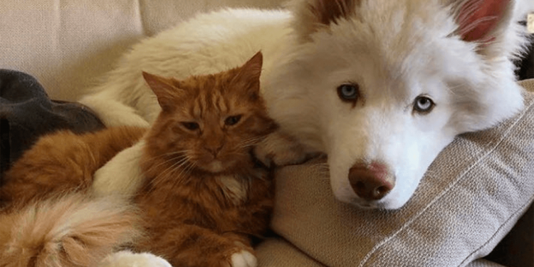 Agora é Lei a proteção, saúde e bem de cães e gatos no estado de São Paulo