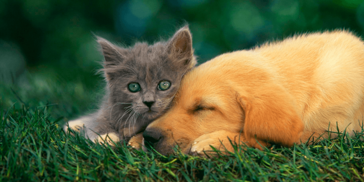 Subprefeitura Ipiranga promove feira para adoção de cães e gatos