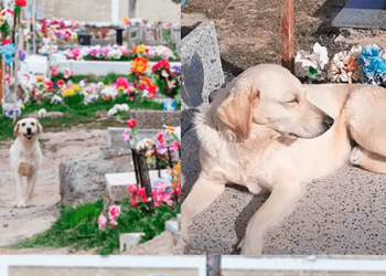 Sobrenatural: Cão após a morte do seu dono vai morar no cemitério.