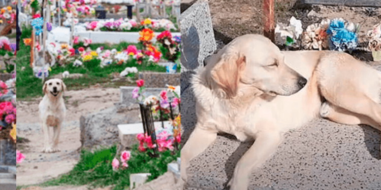 Sobrenatural: Cão após a morte do seu dono vai morar no cemitério.