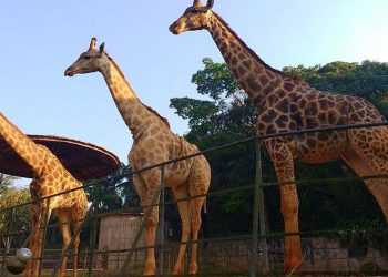 Zoológico, Zoo Safari e Jardim Botânico são privatizados