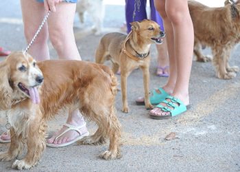 Semana tem Dia dos Animais, do Atletismo e da Cidadania