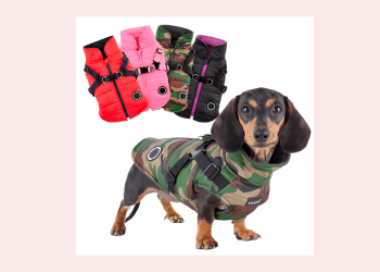 Negócios para o mundo pet são tema do terceiro dia de Feira do Empreendedor 2021