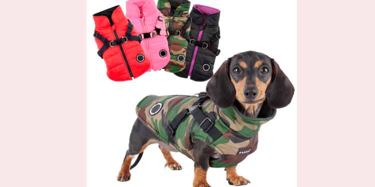 Negócios para o mundo pet são tema do terceiro dia de Feira do Empreendedor 2021