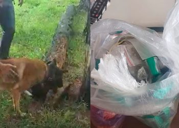 Cão farejador “Fuzil”localiza mais de 400 porções de drogas