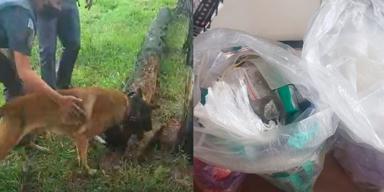 Cão farejador “Fuzil”localiza mais de 400 porções de drogas