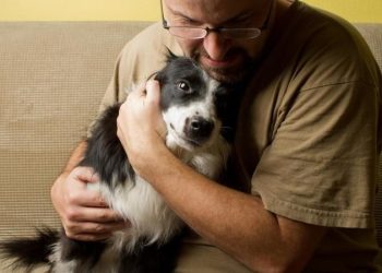 Como proteger seu animal de estimação dos fogos de artifícios