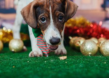 Animais de estimação viram modelos fotográficos para estimular adoção