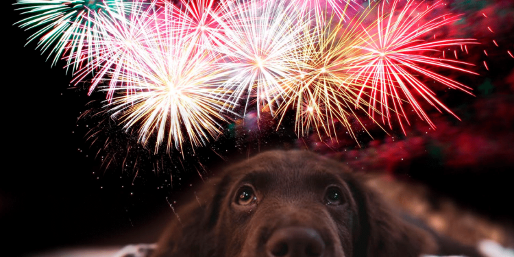 Como proteger seu animal de estimação dos fogos de artifícios