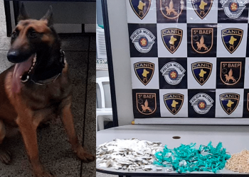 Cães policiais farejadores localizam mais de 1,8 mil porções de drogas na Grande São Paulo