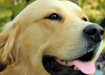 Dia Internacional do Cão-Guia