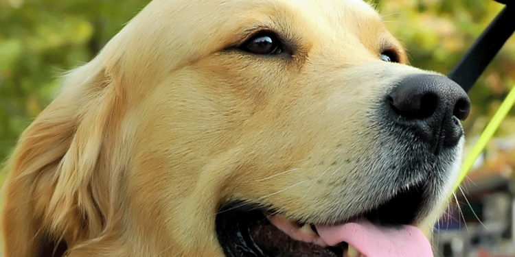Dia Internacional do Cão-Guia