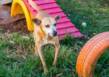 Prefeitura de São Paulo promove festa “Amor de Pet” para incentivar a adoção de 280 animais