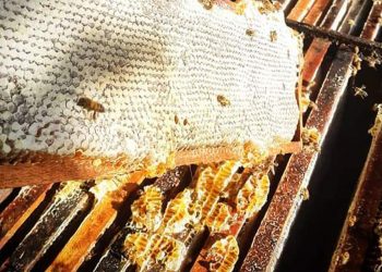 Alerta Amarelo: Comércio ilegal de abelhas na internet é ameaça à espécie