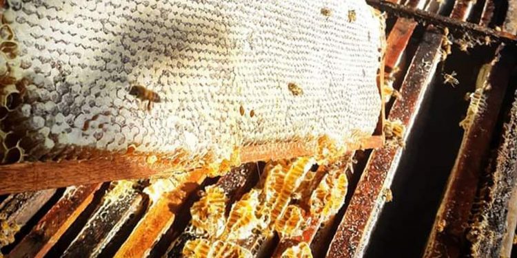Alerta Amarelo: Comércio ilegal de abelhas na internet é ameaça à espécie