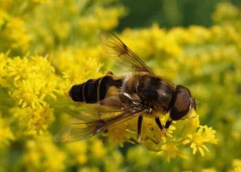 Prefeitura SP sanciona lei que prioriza plantio de árvores que atraem abelhas