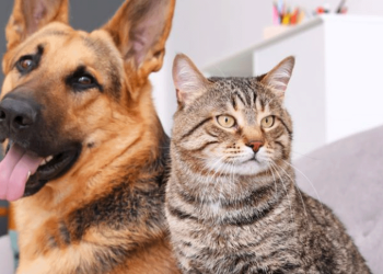 Em celebração ao Dia Mundial dos Animais, a prefeitura de SP promove a 1º semana Animal da cidade