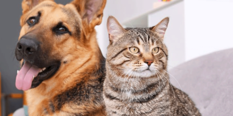 Em celebração ao Dia Mundial dos Animais, a prefeitura de SP promove a 1º semana Animal da cidade