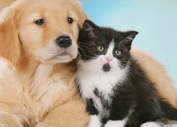 Fogos de artifício na Festa de Réveillon X Desespero dos animais