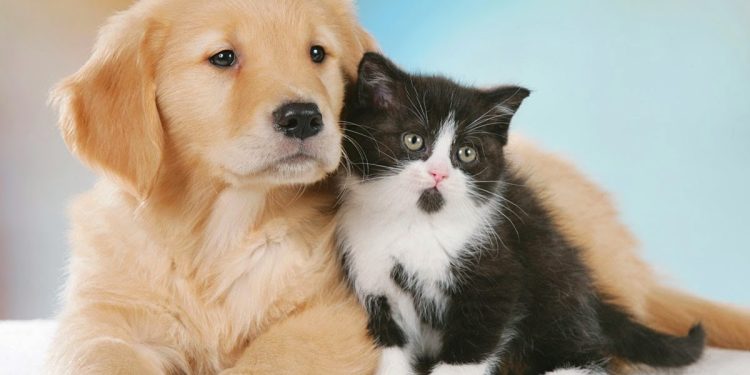 Fogos de artifício na Festa de Réveillon X Desespero dos animais