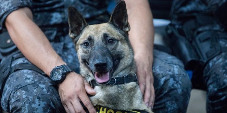 CentroSP: Cães farejadores ajudam na apreensão de 1.700 porções de drogas na Cracolândia