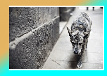 fot meramente ilustrativa