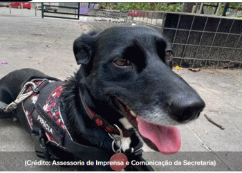 Conheça Mani, o 1º cão perito da Polícia Científica de São Paulo