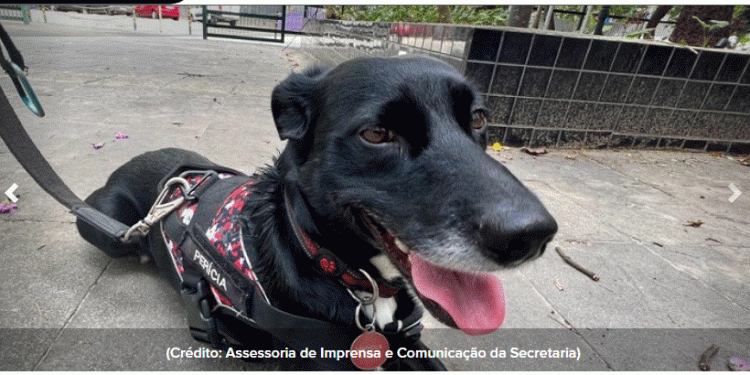 Conheça Mani, o 1º cão perito da Polícia Científica de São Paulo