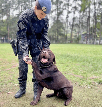 Cães policiais se destacam pelo desempenho e grandes apreensões em atividades de busca