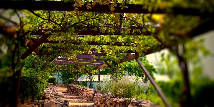 Plantação de uva para produção de vinhos em SP aumenta 8 vezes em 2023
