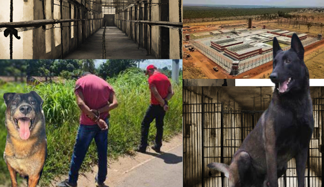 Cão Policial faz  a diferença na prisão dos fugitivos, da prisão em Mossoró.