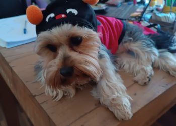 Traga seu amigo de quatro patas para o trabalho: empresas pet-friendly são a nova onda!